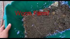 How to Start a Worm Farm - Worm Farm for Fishing!