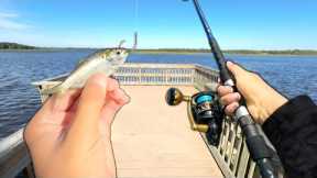 I Caught a BIG Fish at a NEW Pier! (Saltwater Fishing)