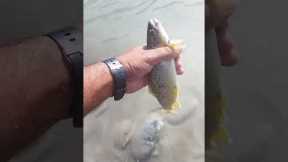 fly fishing for trout #catch and release