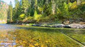 This small stream in Idaho is PACKED with fish (fly fishing for trout)