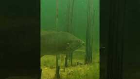 UNDERWATER Footage of FISH INHALING Drag n’ Drop BAIT! #Shorts
