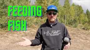 FEEDING Fish - Making Fish BITE