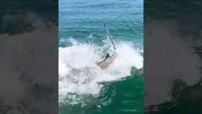 Giant sharks eats 200 Pound tarpon at the boat! #tarpon #hammerhead #fishing