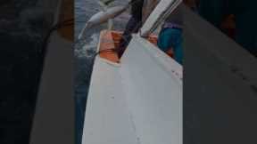 CATCHING BIG TUNA: YOU WON’T BELIEVE THIS FISHERMAN!”. #fishing #tuna #bigfish #frenchpolynesia