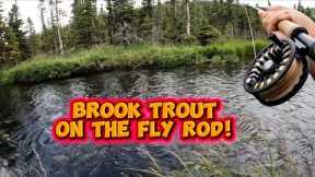 BROOK TROUT (on the fly)! (S2:E34)!  #youtuber #contentcreator #flyfishing #fishingvideos 