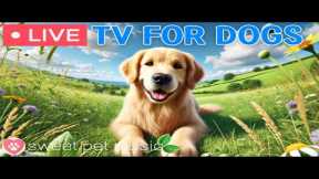 🔴24 Hours of Dog TV🎵🐶🐶Relaxing Dog Music for Sleep🐶💕Calming Dog Music for Stress and Anxiety Relief