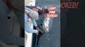 Massive Monster Tuna Fight – Big Catch USA Ocean Fishing #shorts #fishing #usa #shortsfeed