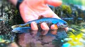 10 Trout Fishing Tips for Creeks - Flies on a Spinning Rod, Flies on a Drop Shot and More!