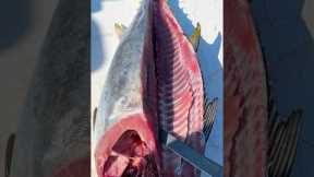 Stop WASTING Your Bluefin Tuna! #shorts #fishing