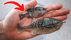 DON’T Fish the Gilly BEFORE you Watch this