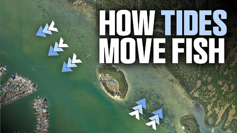 How Tides Move Fish (And How to Catch Them!)