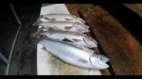 Fall Trout Fishing from the Bank with Powerbait (Lake Amador)