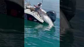 Guys are pulling a monster Bluefin Tuna into their boat!