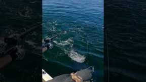 Brutal bluefin tuna action