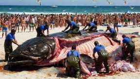 The Epic Atlantic Halibut Hunt - From Meat to Fishing Giant Halibut Caught from the Deep