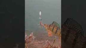 Winter perch fishing | Underwater camera