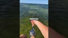 Fly fishing the salt can be a lot of fun #flyfishing #saltwaterfishing #redfish #snook #seatrout