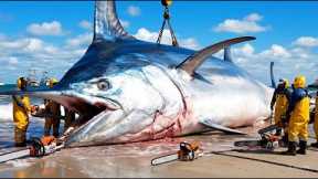 The 50-Ton Giant Swordfish Catch – Extreme Longline Fishing Documentary