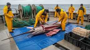 Incredible Catch: Hundreds of GIANT Swordfish! ⚔️ Traditional Longline Deep Sea Fishing