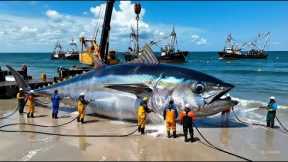 How Fishermen Catch 500 Giant Bluefin Tuna  A Deep Ocean Longline Fishing Documentary