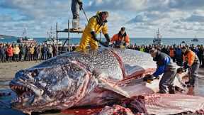 How Fishermen Earn $50 Million in 72 Hours Catching Giant Halibut – Deep-Sea Documentary