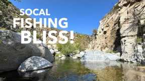 A Pristine Creek for Socal Fishing! Rainbow Trout Everywhere | Tenkara Fly Fishing