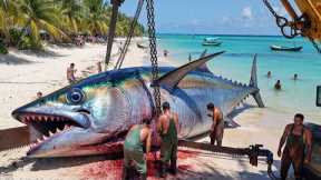 How Fishermen Catch the 1,500KG Bluefin Tuna   Deep Ocean Documentary