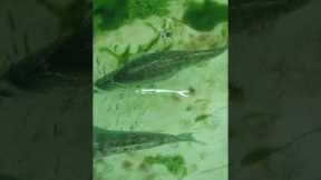 BIG zander underwater