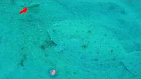 LIVE BAIT CAM! Reveals What Really Happens Under Florida Piers! CRAZY!