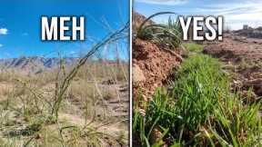 I Found the Missing Link to My Desert Forest