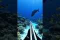 Spearfishing Adventure | Catching Big 