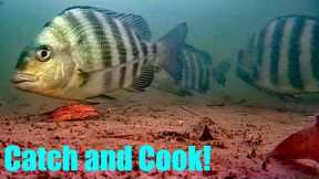 I Threw My Camera Under a Dock! Catch and Cook + Rare Fish Caught!