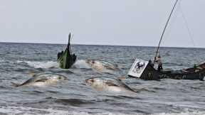 Giant Tuna Harvest at Sea — Fishing Boat Pulls Massive Catch!