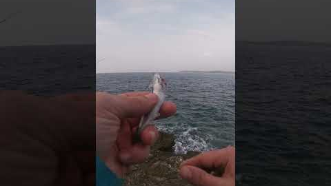 Fishing Hacks and Tricks bait Shore fishing Rock Fishing Boatless fishing 🦈🐟🐠🐡🎣🎣🎣  #fishing