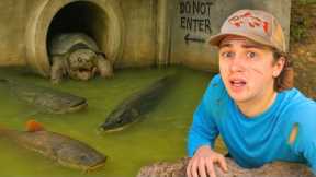 I Found Monster Fish in a Hidden Tunnel!