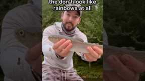 How were Rainbow Trout Named #fishing #trout #rainbow