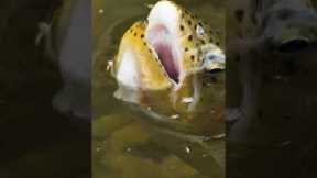 A Fly Fishing Mistake Many Anglers Make