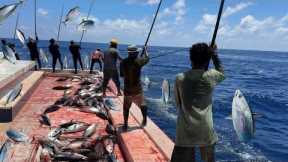 Most sustainable methods for fishing   | Maldives 🇲🇻 skipjack tuna fishing traditional way