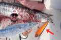 How to catch a wahoo at the Key Largo 