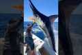 Marlin Launches Into Fishing Boat!