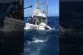 Blue marlin battle