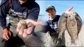 The NUMBER ONE Surf Fishing Bait - EXPLAINED