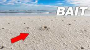 These Tiny Beach Holes Hide the BEST Fishing Bait