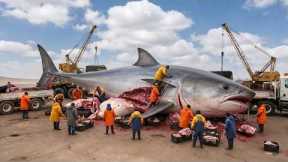 Hunting 7000Kg Tuna Ocean 💥 Inside A $600 Million Commercial Fishing Empire