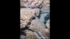 🔱 Spearfishing Live! Giant Fish Catching Underwater 🌊 2026-05-18