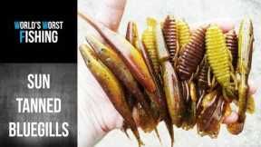 Popular Colors: SUNGILL...How To Make Sungill Colored Soft Plastic Fishing Lures
