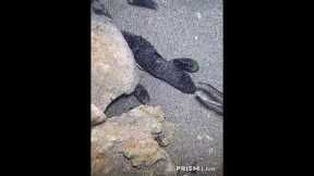 🔱 Spearfishing Live! Giant Fish Catching Underwater 🌊 2026-04-30