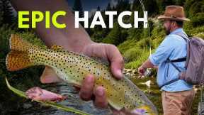 Small Creek Dry Fly Fishing At Its Best